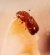 LESSER GRAIN BORER