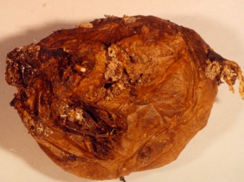 POTATO TUBER