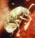 AMERICAN BEAN WEEVIL