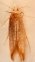 ANGOUMOIS GRAIN MOTH