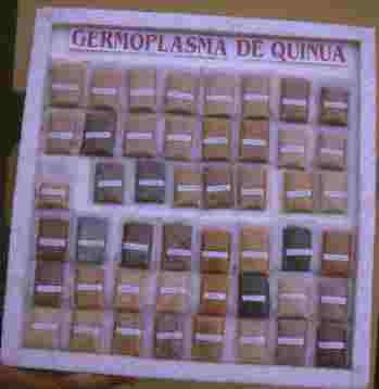 GERMOPLASMA