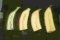 SECTION OF PULPS