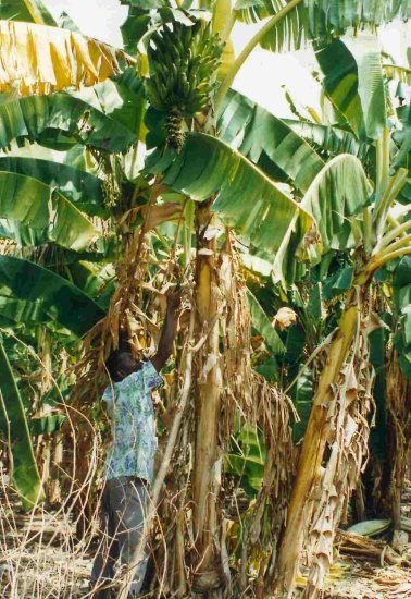 HARVESTING