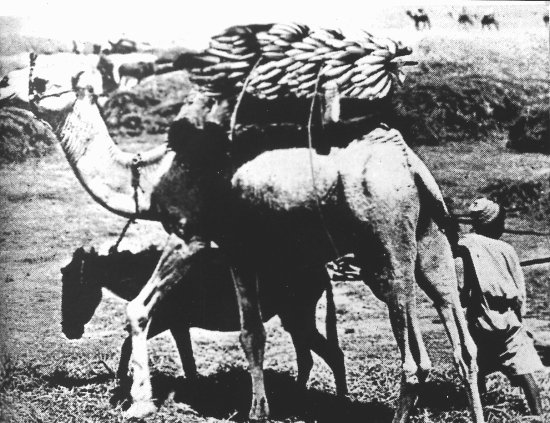 TRANSPORT