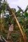 STAGES INVOLVED IN HARVESTING A BUNCH OF PLANTAIN I