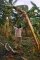 STAGES INVOLVED IN HARVESTING A BUNCH OF PLANTAIN II