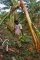 STAGES INVOLVED IN HARVESTING A BUNCH OF PLANTAIN IV