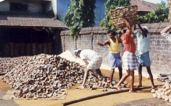 SUN DRYING COPRA