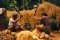 MANUAL EXTRACTION OF COCO FIBRE BY BEATING WITH WOODEN MALLETSK 